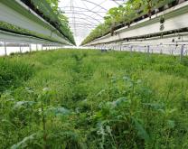 Enherbement naturel sous des fraises hors sol