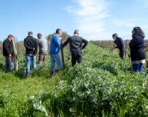 Visite de parcelles d'engrai vert