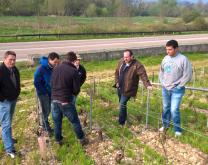 Un groupe de viticulteurs sont réunis autours d'un essai de couverts végétaux dans une parcelle de vigne.