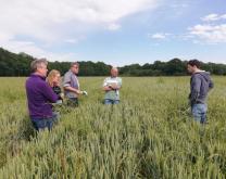 Groupe DEPHY en tour de plaine sur une parcelle de blé