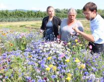 Observation d'auxiliaires dans une bande fleurie avec une productrice de fraises.