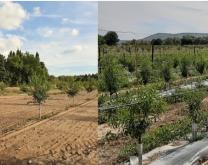 transition agro-écologique du verger d'amandier