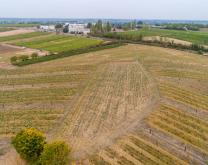 Parcelle DiverViti du domaine expérimental IFV de Montreuil-Bellay