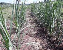 Parcelle de cannes après extirpation manuelle des herbes indésirables 