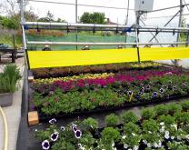 Culture de diversification sous tunnel: lutte physique (alternatives régulateurs de croissance et piégeage de masse des ravageurs)