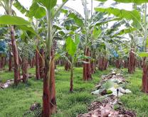 Gestion de l'enherbement sous une bananeraie avec une plante de couverture Drymaria cordata (petit mouron) et andains de feuilles de banane + troncs coupés 