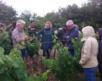 Journée Technique "Les couverts temporaires en viticulture"