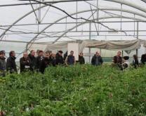 groupe dans une serre d'anémone.
