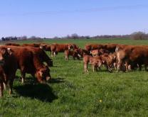 Limousines au pâturage