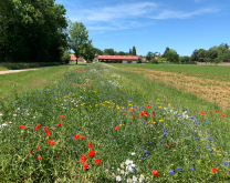Infrastructures Agroécologiques sur le site INRAE de Bretenière