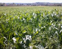 Photo d'une culture en association blé-pois