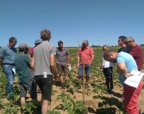 Tour de plaine du groupe en mai 2020 dans un tournesol bio