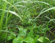 Pois de sabre dans l'interrang de la canne à sucre