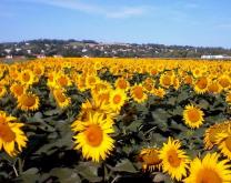 Photo d'un champ de tournesol en système TCS