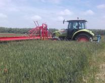 Désherbage mécanique avec une écimeuse dans un système de blé sans pesticides