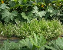 Photo de plantes d'alysse au milieu d'une culture de courgettes.