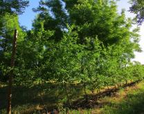 Site de Restinclières