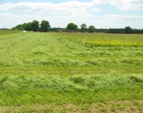 Système en polyculture élevage comprenant des cultures fourragères.