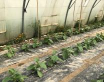 parcelle d'aubergine aménagée