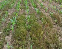 essai de désherbage maïs infesté de raygrass