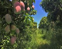 La mangue est une culture majeure de l'exploitation, les vergers sont conduits en bio ou en raisonné selon les parcelles