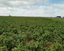 Photo du site dans la longueur (vue depuis les pomme de terre) 26-08-2020