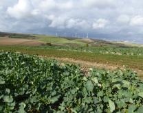 Paysage grandes cultures avec colza