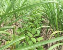 Pois sabre en interrang de la canne 