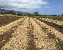 Fanage de la paille localisé sur le rang