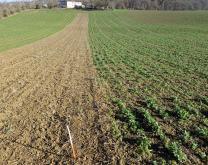 Vue de différentes modalités de couverts à base de féverole et de phacélie à différentes densités et une bande de sol nu