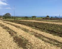 Concentration de la paille de canne sur le rang après la coupe