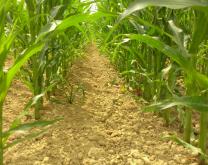 rangs et interrang de maïs ensilage