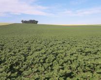 Parcelle d'essai en tournesol la première année.