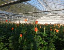 Serre de rosiers au CREAM - DEPHY ROSABIP