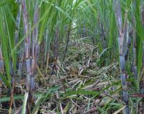 Epaillage de la canne à sucre