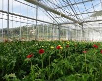 Serre de Gerbera pour le DEPHY 2.ZERHO