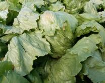 Site Caté - salade système bas intrant