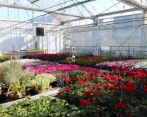 Serre verre utilisée pour le projet HORTIPOT 2 au CDHRC