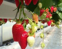 fraises hors-sol