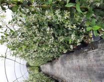 Photo pépinière sous tunnel