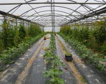 IAE en culture de concombre