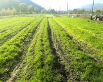 Photo de la parcelle SEFerSol avec de l'engrais vert en culture en mars 2020