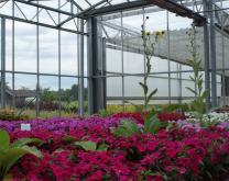 Culture Impatiens et Pelargonium S24 sous serre verre chauffée