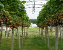 hors sol fraise douville