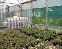 Culture de rosiers de pépinière sous abri et prototype d'aspirateur à thrips