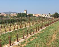 Site LIVE-SALSA (INRAe / Montpellier SupAgro)