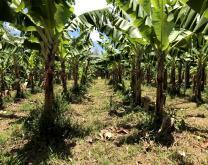 Parcelle Bio-Intensif (BI) 