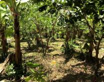 Parcelle Bio-Diversifié (BD)