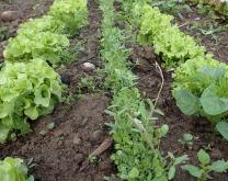 Engrais vert intercalaire entre salade