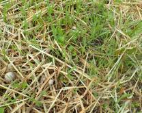 Couvert végétal dans paille